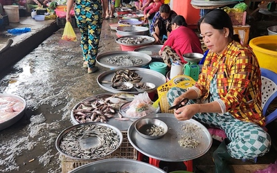 Cá linh đầu mùa lũ đã về chợ ở An Giang, giá tới 250.000 đồng/kg