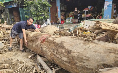 Lũ rút, nhiều gỗ 'khủng' mắc kẹt bên đường ở Nghệ An