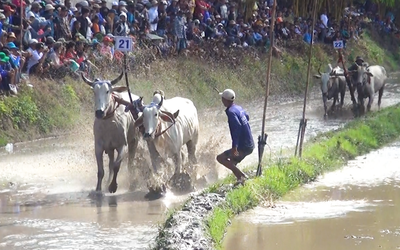 Rộn rã Lễ hội đua bò chùa Rô ở An Giang