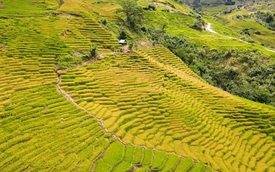 Ngắm mùa vàng Ngọc Linh giữa đại ngàn Quảng Ngãi