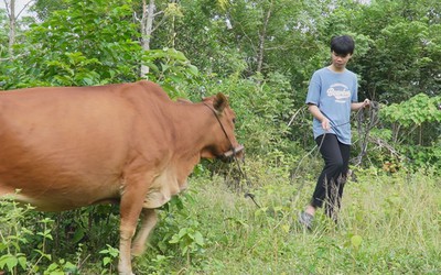 Mỗi năm bán một con bò, mẹ nuôi ước mơ vào đại học cho con