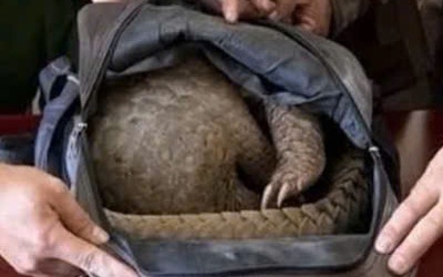 Bẫy được tê tê ở rừng biên giới, mang đi bán thì bị bắt quả tang