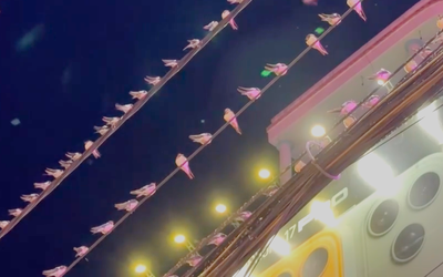 Chim én 'tạm trú' quá lâu, người dân Cần Thơ vừa vui vừa khổ