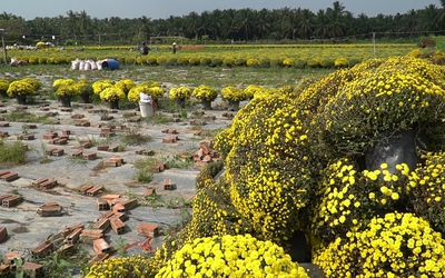 Cúc mâm xôi nở bung trước Tết, nhà vườn nhổ sớm để trồng cúc vạn thọ