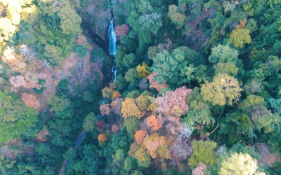 Ngắm rừng bằng lăng mùa thay lá ở đèo Măng Đen