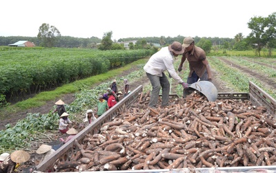 Tây Ninh đưa kế hoạch ổn định 60.000ha khoai mì với sản lượng 2,2 triệu tấn đến 2030