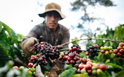 Giá cà phê tiếp tục tăng, mốc kỷ lục quay lại?