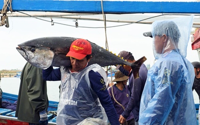 Tàu câu cá ngừ đầy khoang tấp nập về cảng, ngư dân rộn ràng đón Tết