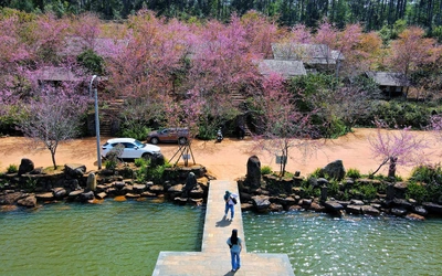 Mai anh đào nhuộm hồng Măng Đen trước thềm Tết Nguyên đán