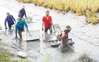Nông dân Cà Mau phấn khởi thu hoạch tôm càng xanh, nhiều hộ dư dả đón Tết