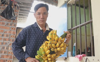 ‘Chuối tiến vua’ hút hàng, mới ra hoa đã có khách đặt mua