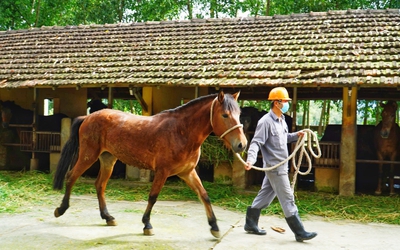 Những con ngựa hiến máu cứu người