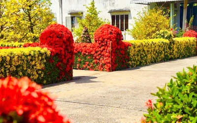 Về Đồng Tháp ngày Tết ngắm đường mai và hàng bông trang bừng nở rực rỡ