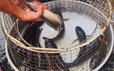 Tết nhớ mùa bắt cá đồng