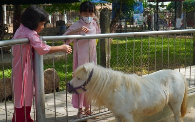 Ngôi sao của trại rắn Đồng Tâm dịp Tết năm nay là... ngựa lùn