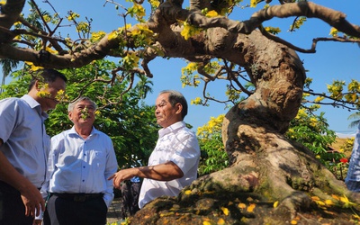 'Ngày Bonsai - Mai vàng Nghĩa Hành 2026' đón nghệ nhân, du khách thưởng lãm dịp đầu năm