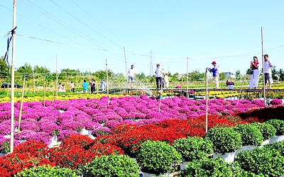 Bí quyết giúp nhà vườn thắng vụ hoa Tết