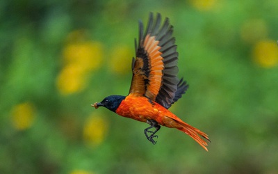 Hồng tước, Hoàng tước, Họa mi về Công viên Tưởng niệm nạn nhân COVID-19