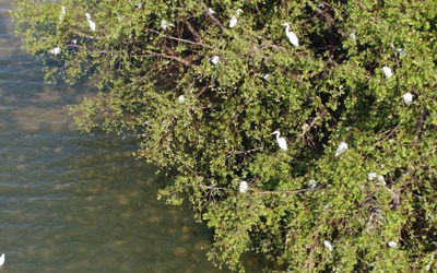 Cò về đậu bãi sông Hàn, nhiều người thích thú: Chuyên gia và địa phương nói gì?