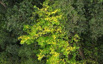 Ngắm quần thể mai vàng trăm năm tuổi nở rực giữa cánh rừng già