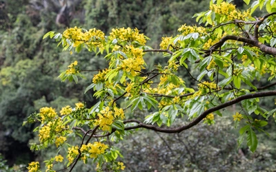 Lạc giữa rừng mai vàng cổ thụ trăm tuổi ở đại ngàn Quảng Trị