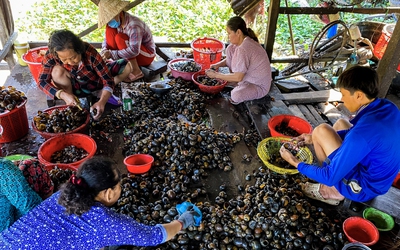 Ốc bươu vàng có nhiều ký sinh trùng, phải chế biến kỹ mới an toàn