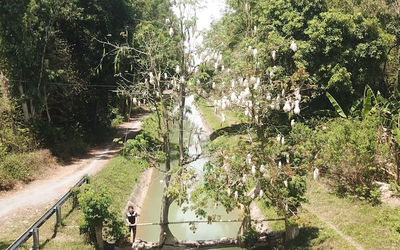 Ngắm cây cầu gòn bắc ngang dòng kênh xanh, mọc ra 2 nhánh đang bung trái trắng nuốt