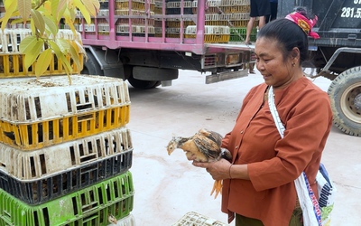 Trao tặng 7.500 con gà giống, hỗ trợ sinh kế cho người dân vùng lũ xã Mỹ Lý