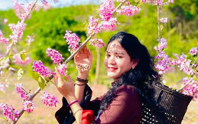 Điệp anh đào nhuộm hồng bản làng vùng biên Quảng Trị