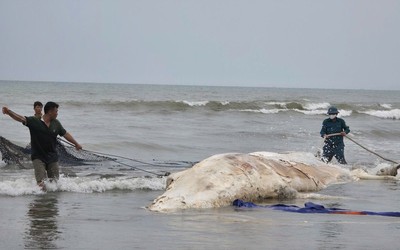 Xác cá voi hơn 5 tấn dạt vào bờ biển Nghệ An
