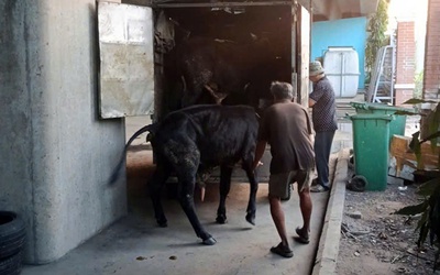 Vì sao 4 con bò đi ‘lạc’ vào cao tốc TP.HCM - Long Thành - Dầu Giây?