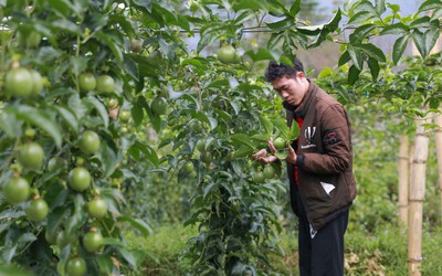 Thanh long, chanh leo, sầu riêng xuất khẩu sang EU đang bị kiểm soát thế nào?