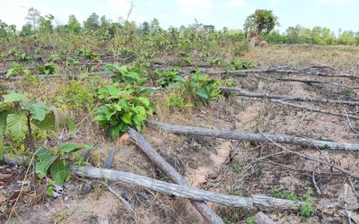 Khởi tố điều tra vụ 8ha rừng tại Gia Lai bị cưa phá để trồng mì, lúa, xà cừ