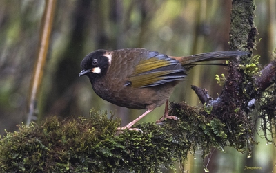 Việt Nam có thêm một vườn quốc gia ở Lào Cai