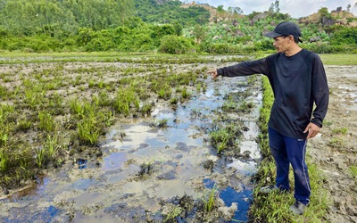 Ruộng dân sát cao tốc Chí Thạnh - Vân Phong 'chết' vì dầu nhớt và thiếu nước