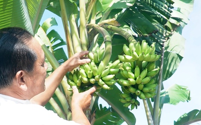 Cây chuối dẹp, trổ hai buồng cùng lúc ở Cà Mau