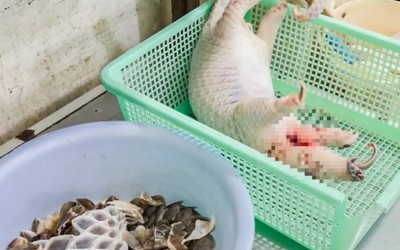 Vụ nhà hàng mua tê tê, xẻ thịt phục vụ thực khách: Khởi tố thêm chồng của chủ nhà hàng