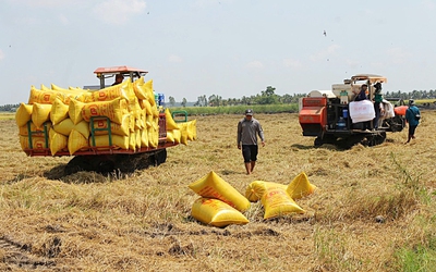Gạo Việt đang 'bỏ rơi' thị trường thuế suất 0%?
