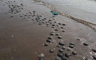 Sâu biển, sứa xuất hiện dày đặc ở Bãi Sau Vũng Tàu