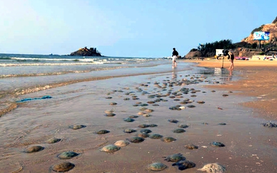 Bãi biển ở Vũng Tàu dày đặc sứa và sâu biển