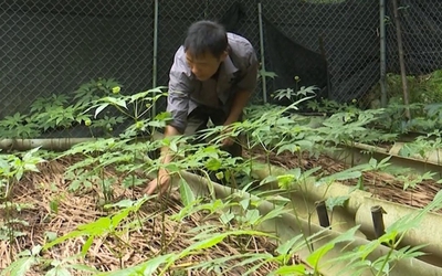 Lai Châu sẽ phát triển sâm thành sản phẩm nông nghiệp chủ lực