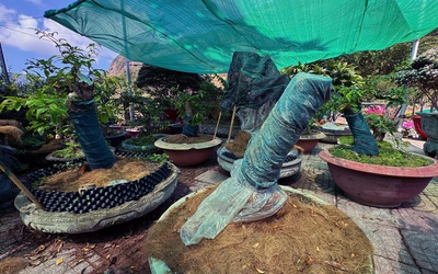 Người vi phạm vụ 42 gốc mai vàng ở Côn Đảo đã chấp hành xử phạt