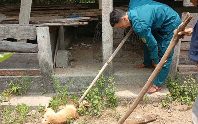 Nguy cơ dịch dại từ vụ chó cắn 4 người, Quảng Ngãi siết quản lý vật nuôi