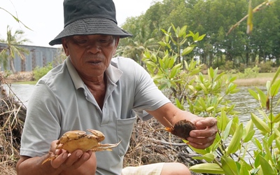 Hơn 1.300ha tôm, cua tại Cà Mau bị nắng nóng 'thiêu đốt', thiệt hại đến 70%