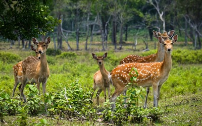 Ngắm đàn hươu sao 'báu vật' ở Vườn quốc gia Kon Ka Kinh
