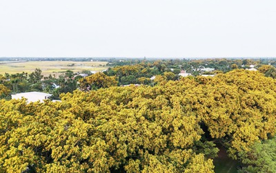 Sắc sưa rực vàng phố nam Đà Nẵng, nơi có lễ hội sắc sưa Hương Trà 'níu chân' du khách