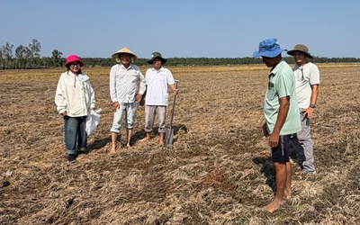 Khoảng 70% rơm phân hủy chỉ trong một tuần phun chế phẩm sinh học