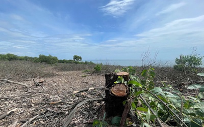 Cách chức phó chủ tịch phường, điều tra việc bán rừng phòng hộ