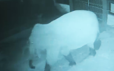 Voi rừng phá rào đi vào khu bán trú, nhà trường báo động học sinh ở yên trong phòng