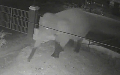 Voi rừng phá rào thép, 'đột nhập' trường học ở Sơn La